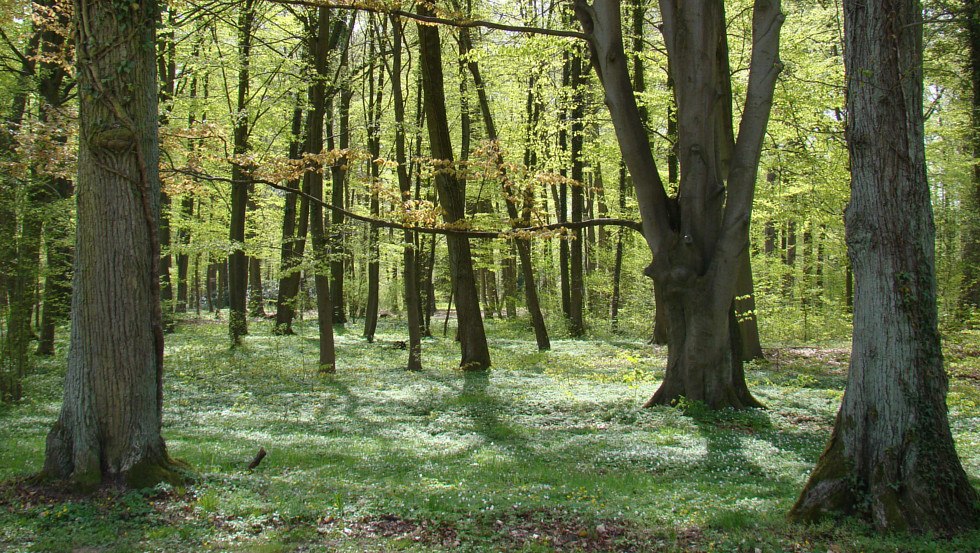 Ludwigslust castle park wood anemone spring, © Tourismusverband Mecklenburg-Schwerin