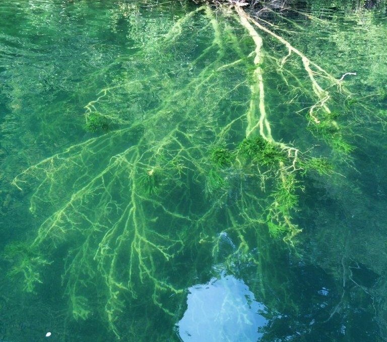 Clear Lake - Narrow Luzin, © Tauchcenter Feldberg