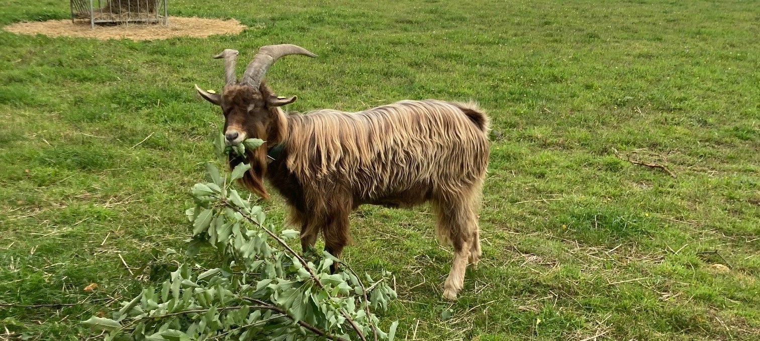 Goat on the Eierbaron farm in Freest., © Henry Schönrock