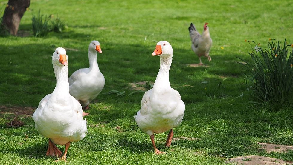 On the farm, besides geese, live cows, chickens, rabbits and cats., © Ferienhof Hafflandsichten