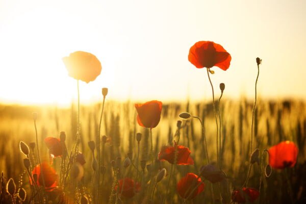 poppies-gdf9131c37_1920-28d90c8b, © Rundbus Plauer See/ M. Höppner