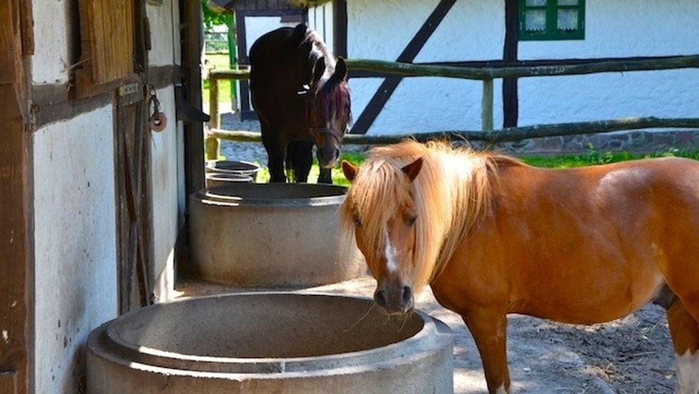 Pferdehof Schwalbennest: Our ponies are a paradise for the little ones and enjoy drinking at the water trough., © Pferdehof Schwalbennest/ Kottke