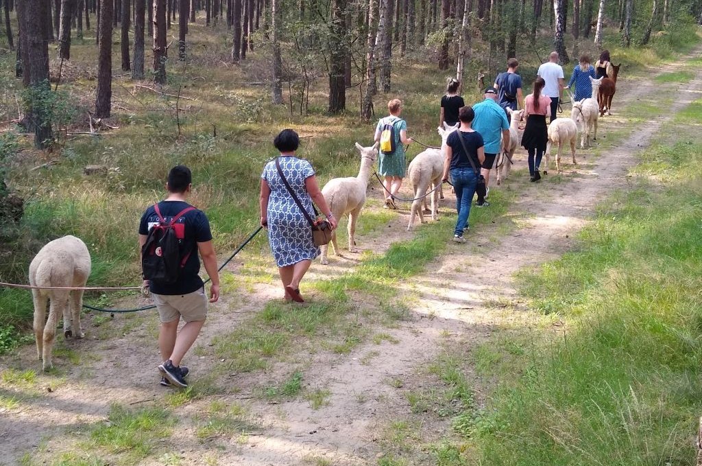 Alpaca hike, Birkenkamp farm, © © Jennifer Dietel