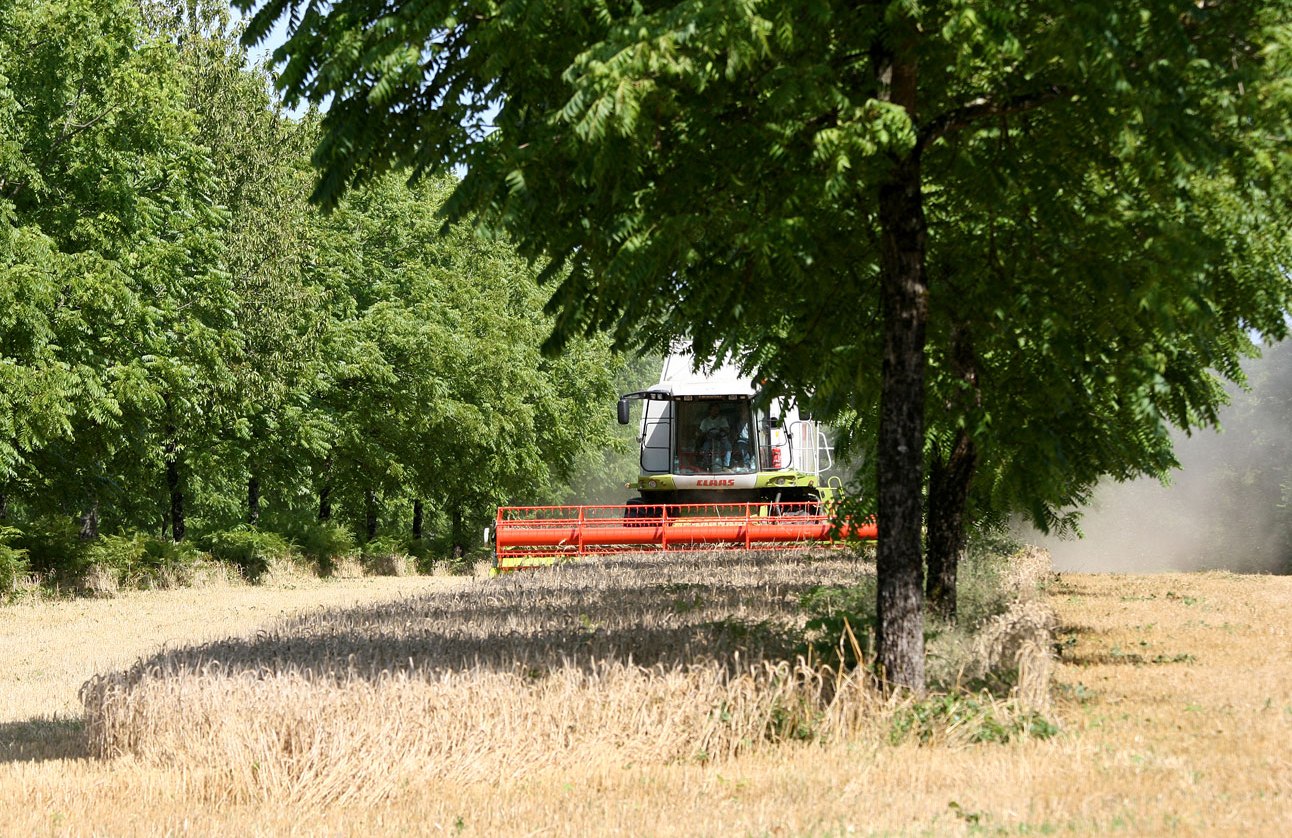 1_Agroforestry_system_Christian-Dupraz-INRA-Montpellier-France_1292px-857px, © BUND-MV