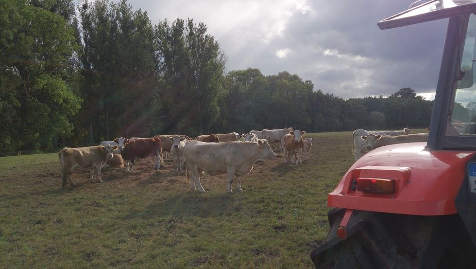 In the cattle pasture, © Jana Koch