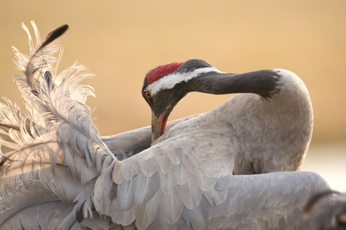 Gray crane, © Knut Fischer