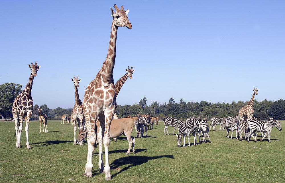 On safari at Knuthenborg Safari Park, © Scandlines