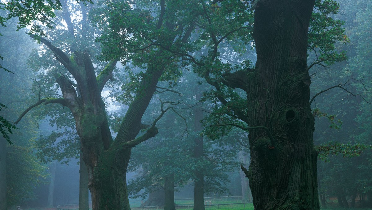 Ivenacker oaks in the haze, © TMV/ Thomas Grundner