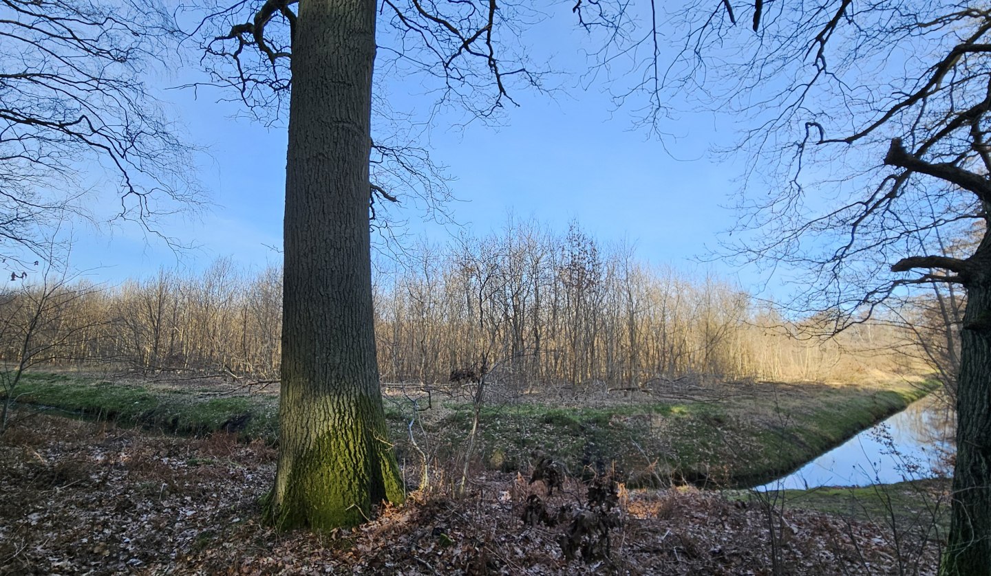 Trees have been growing in the Koserow climate forest (Island of Usedom) since 2011, © Landesforst MV