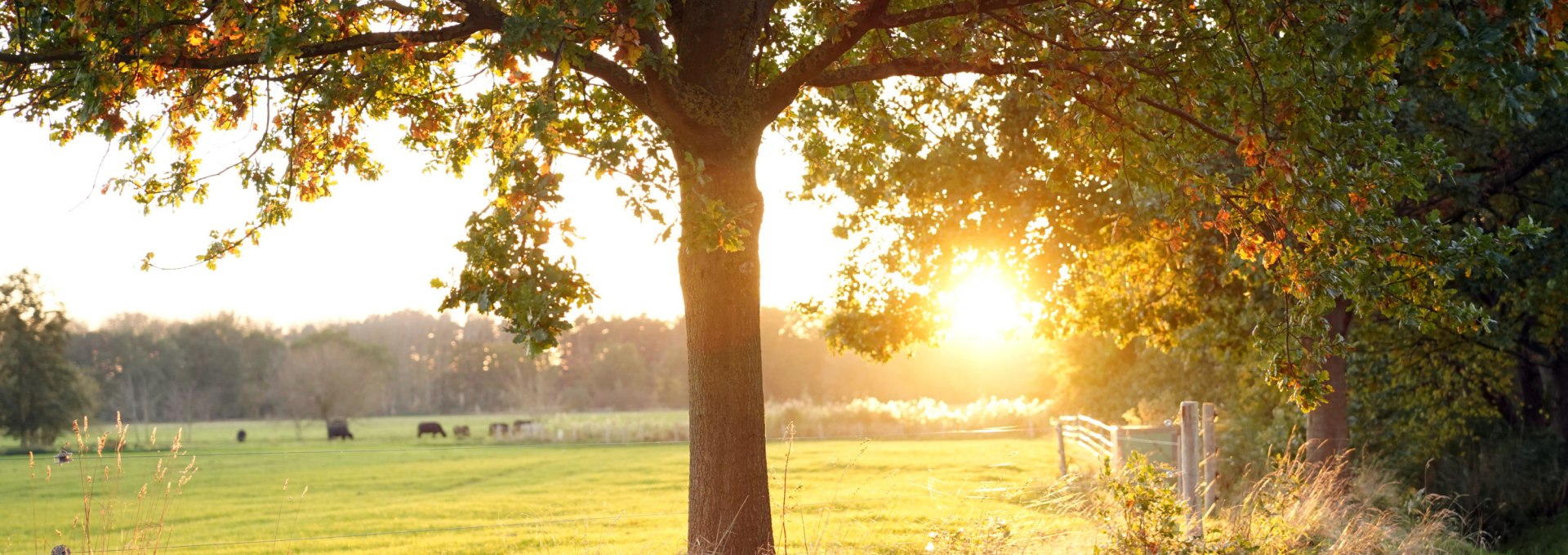 Beautiful evening dusk in the park, © Herrenhaus Roggow