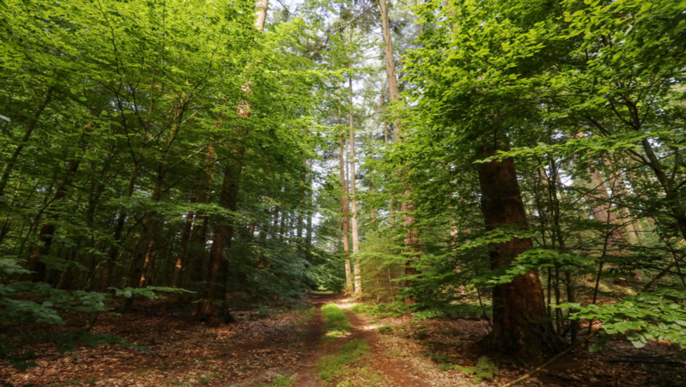 Douglas firs near Parchim, © TMV/Gohlke