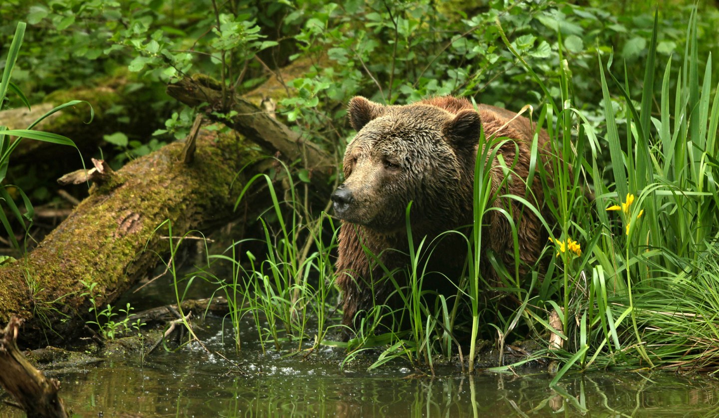 On the trail of rescued brown bears at the bear sanctuary, © Thomas Oppermann