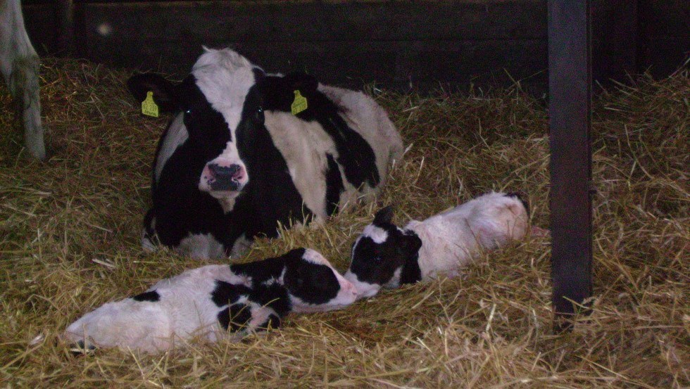 Cows and calves can be admired 365 days a year, © Markmann