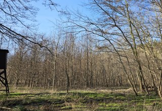 Trees have been growing in the Damerow climate forest (Island of Usedom) since 2009, © Landesforst MV