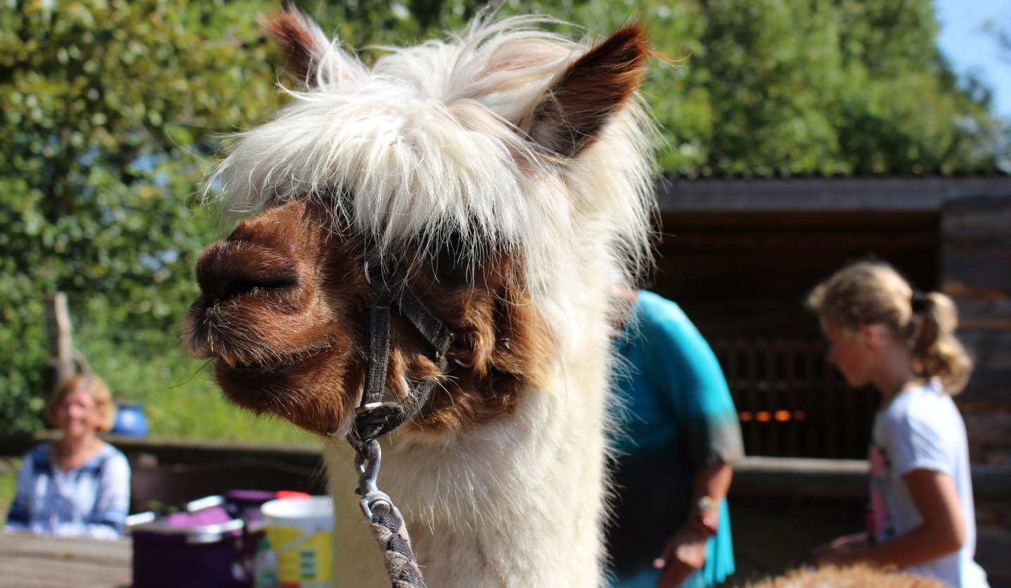 Hiking with alpacas through the Diedrichshagen seaside resort and the Stoltera coastal forest, © TZRW