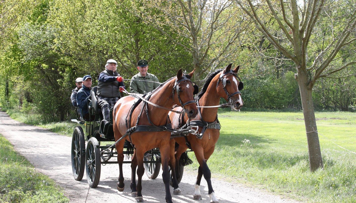 Learn to drive a carriage at the Landgestüt Redefin, © TMV/Pantel