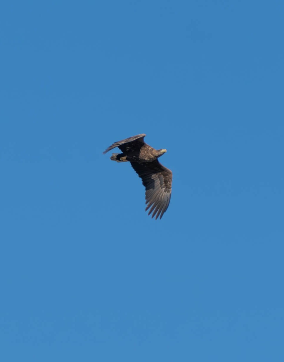 Osprey in flight against a cloudless blue sky.