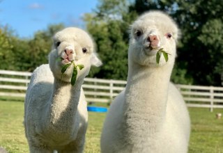 Trebel Valley Alpacas, © Anne Häusler