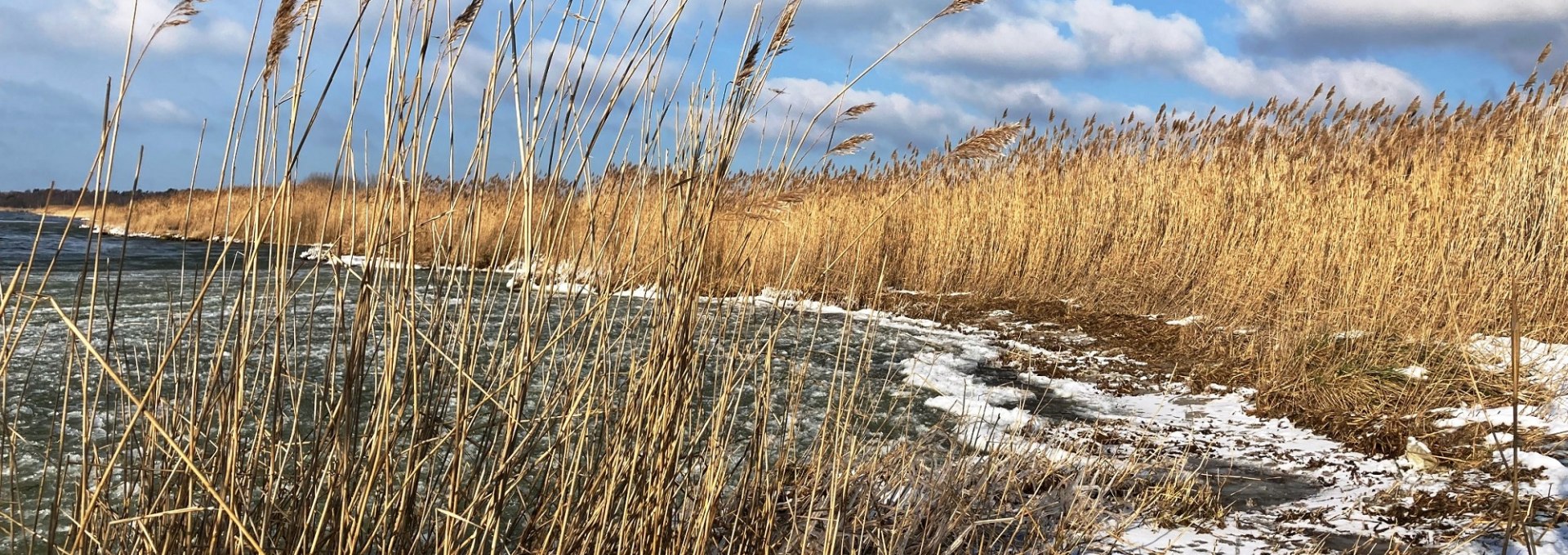 Bodden shore in winter, © K. Bärwald