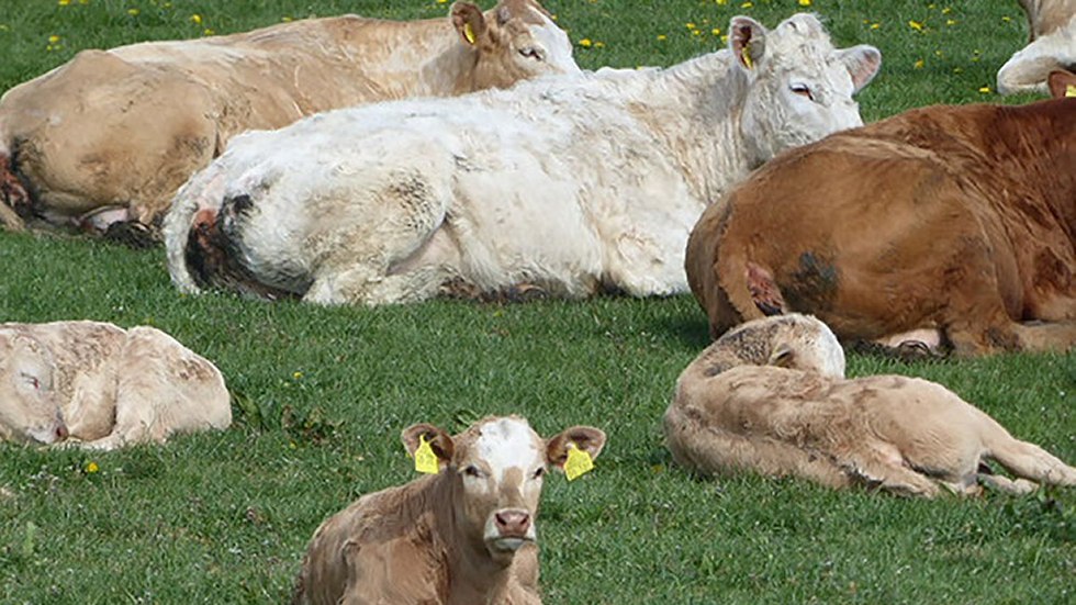 Also in the assortment: fresh beef from the farm MARTIN SCHMIDT from Dettmannsdorf, © Kölzower Hirschagrten