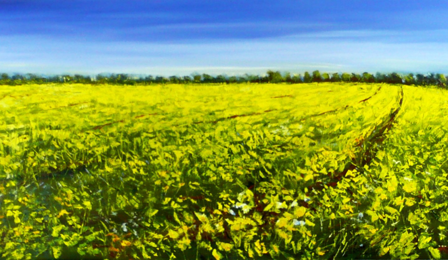 Rapeseed, © Matthias Heinz