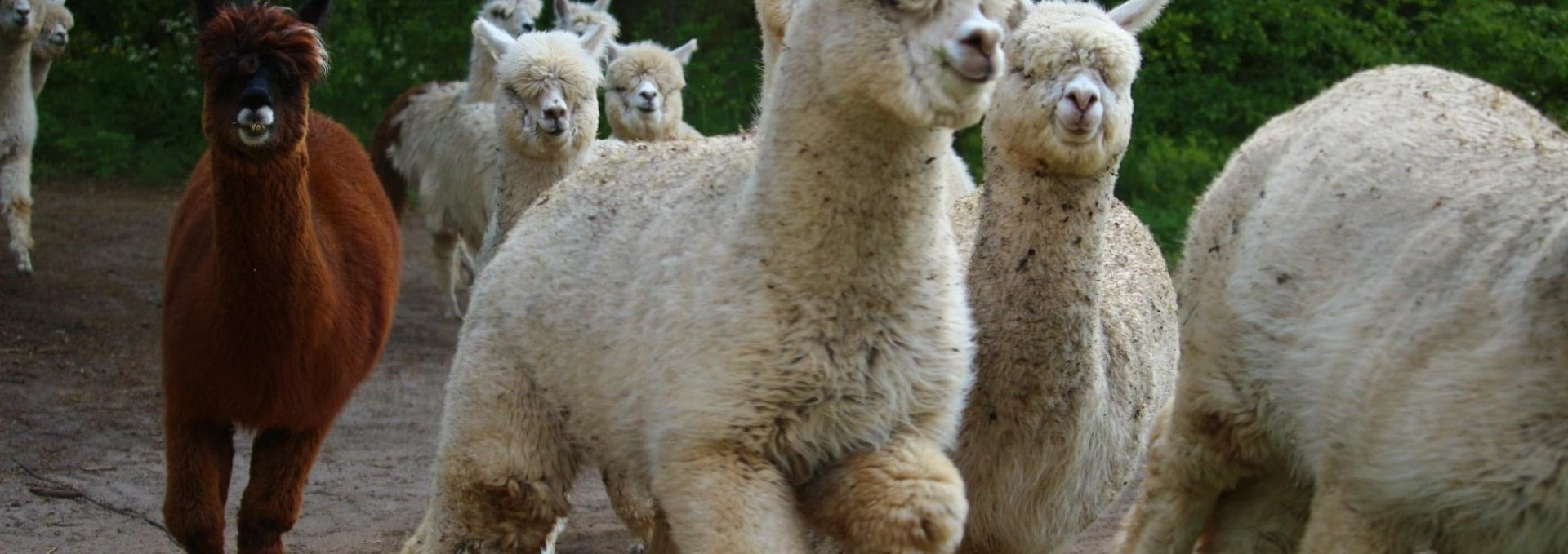 Alpaca hike, © Jennifer Dietel