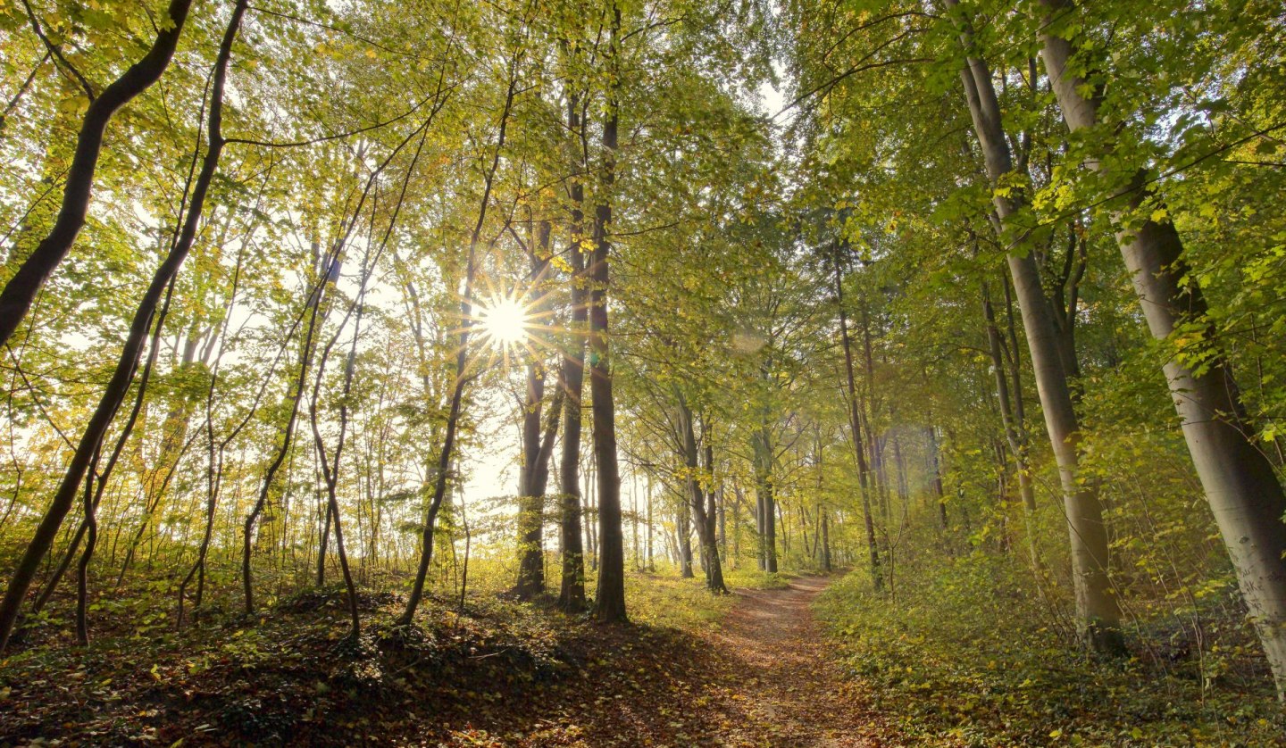 Forest bathing in autumn (c) Kurverwaltung Goehren Martin Stoever_10-2016_P5I4842, © Kurverwaltung Goehren / Martin Stoever