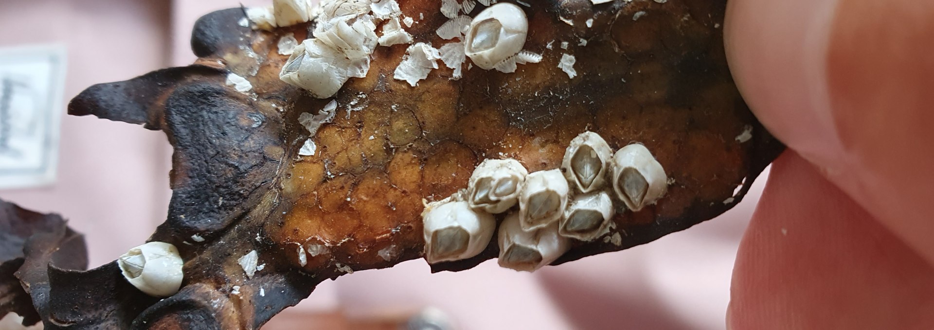 Bladderwrack with barnacles, © Pauline Damer