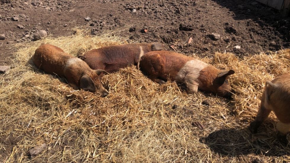 Husum Saddleback Pigs Hof Silberkuhle, © Hof Silberkuhle