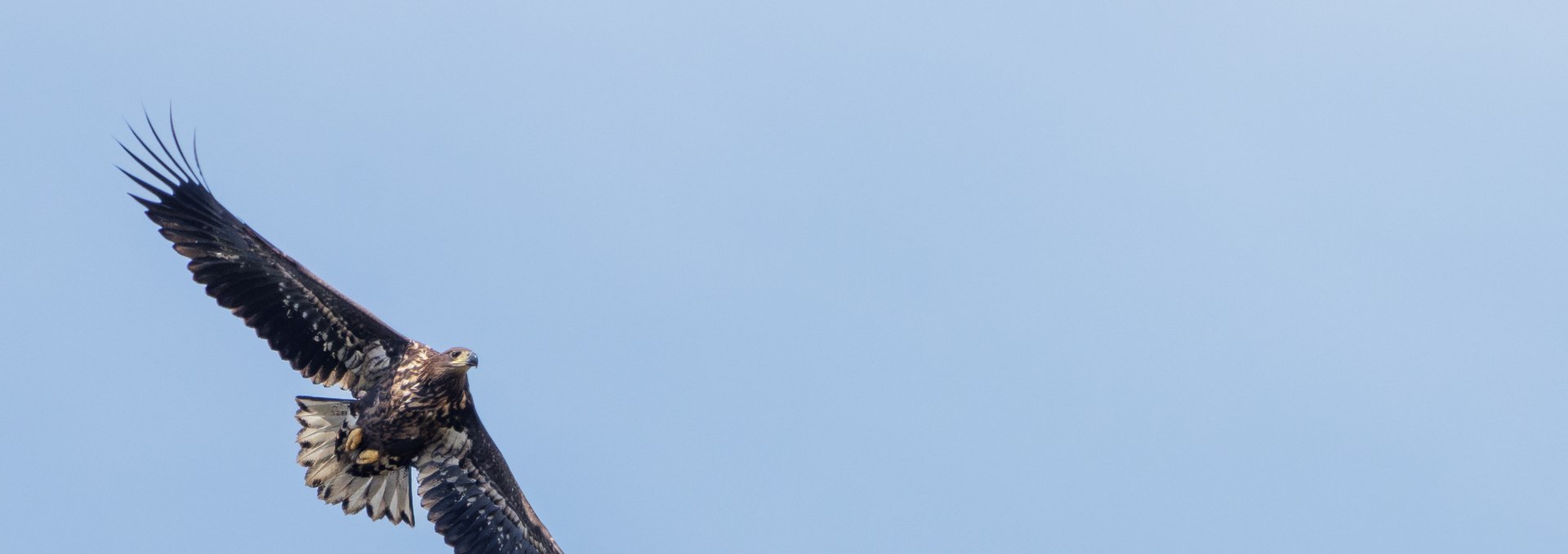 Young sea eagle, seen during my sea eagle tour, © Kevin Hempel/ Vogeltouren MV