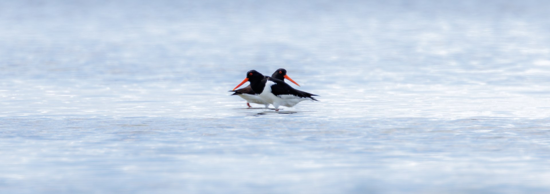 Oystercatcher, © Vogeltouren MV