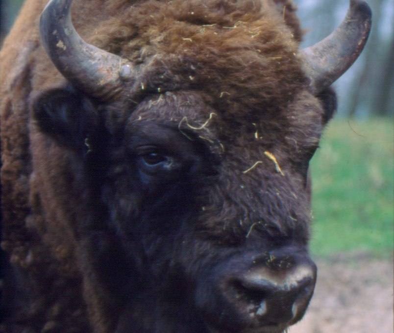 Portraet bison, © Wisentreservat Damerower Werder