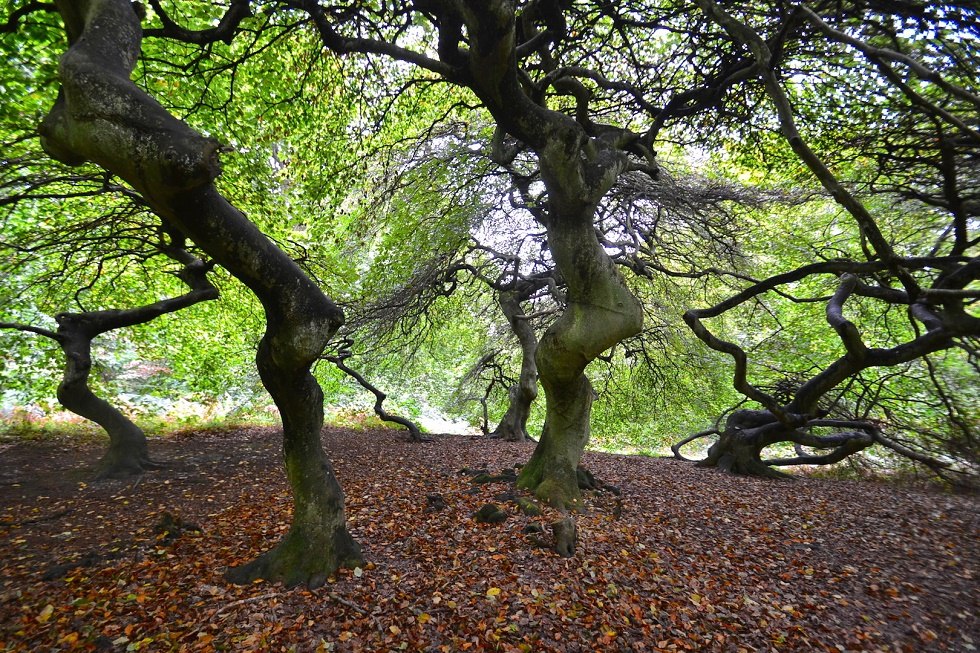 Cripple beeches in Semper forest park, © Tourismuszentrale Rügen