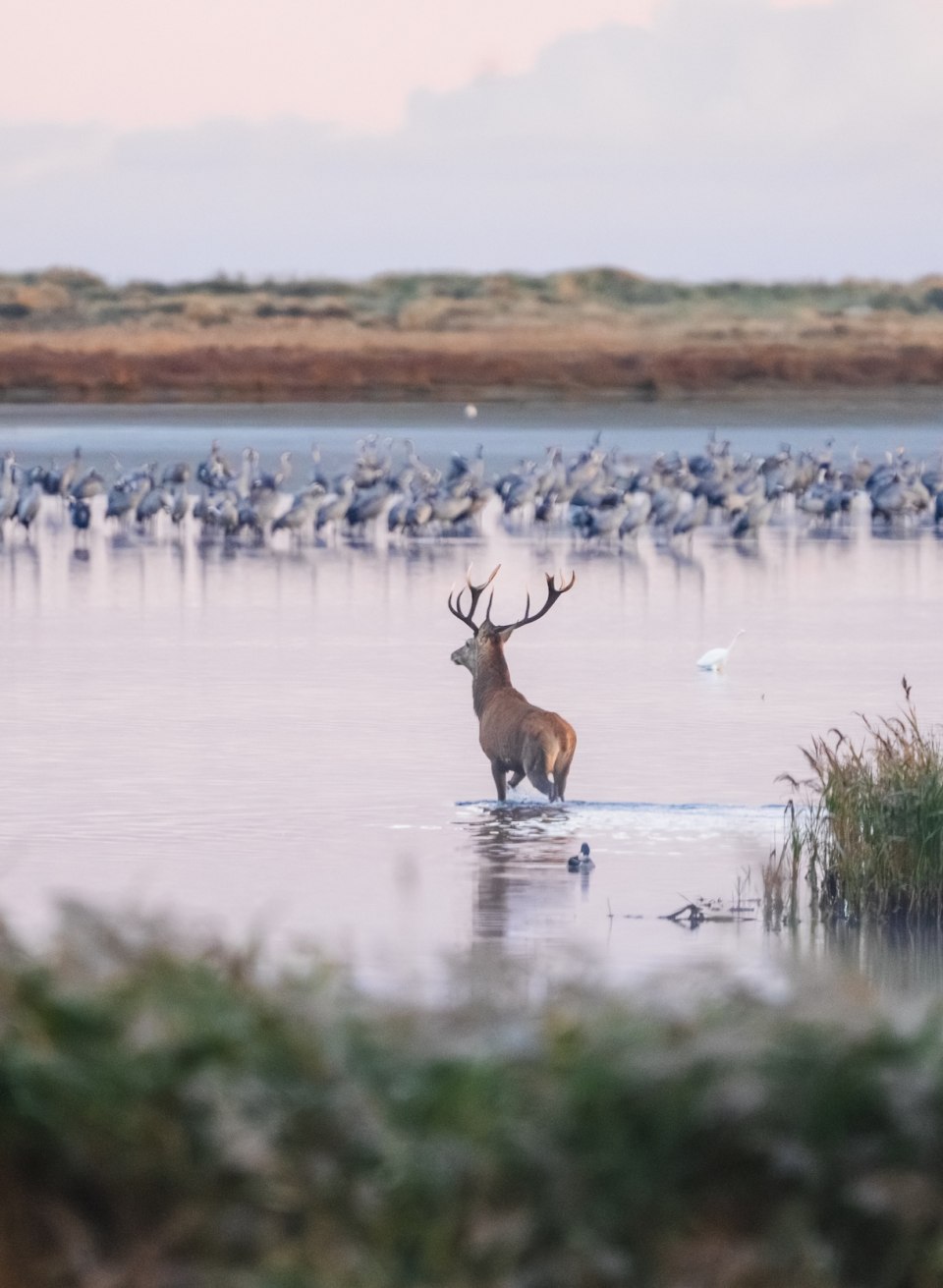 A stag wades through the shallow water at sunrise, surrounded by reeds and a group of cranes in the background.