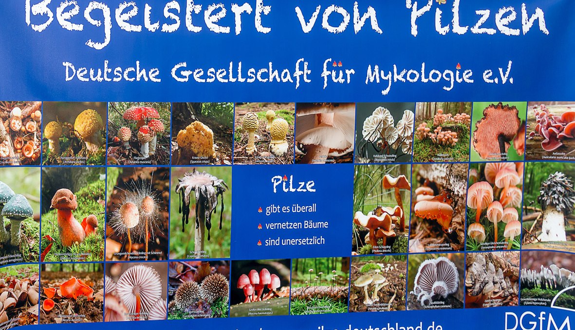 Mushroom species in M-V, © Petra Bonin