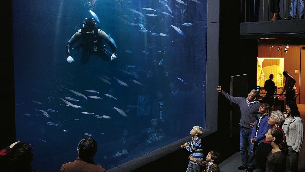 Watch the diver feeding and cleaning in the aquarium, © Werk3/Andreas Duerst