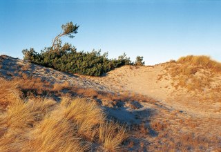 Dune landscape near Klein Schmölen, © TMV/Neumann