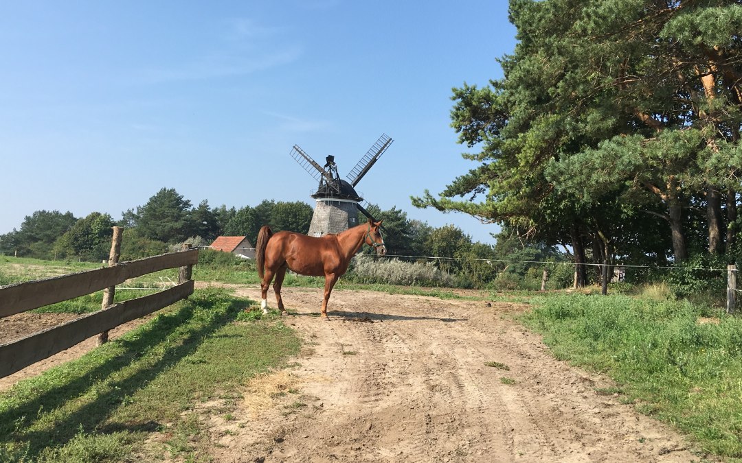 Horse paddocks below the Benz mill, © Bernd Frank