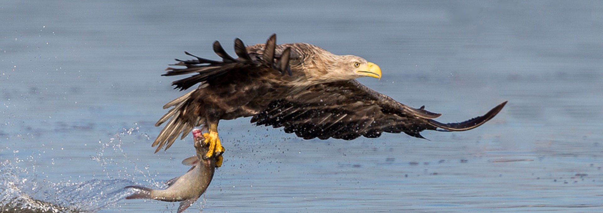 Successful morning fish hunt, © Eric Dienesch