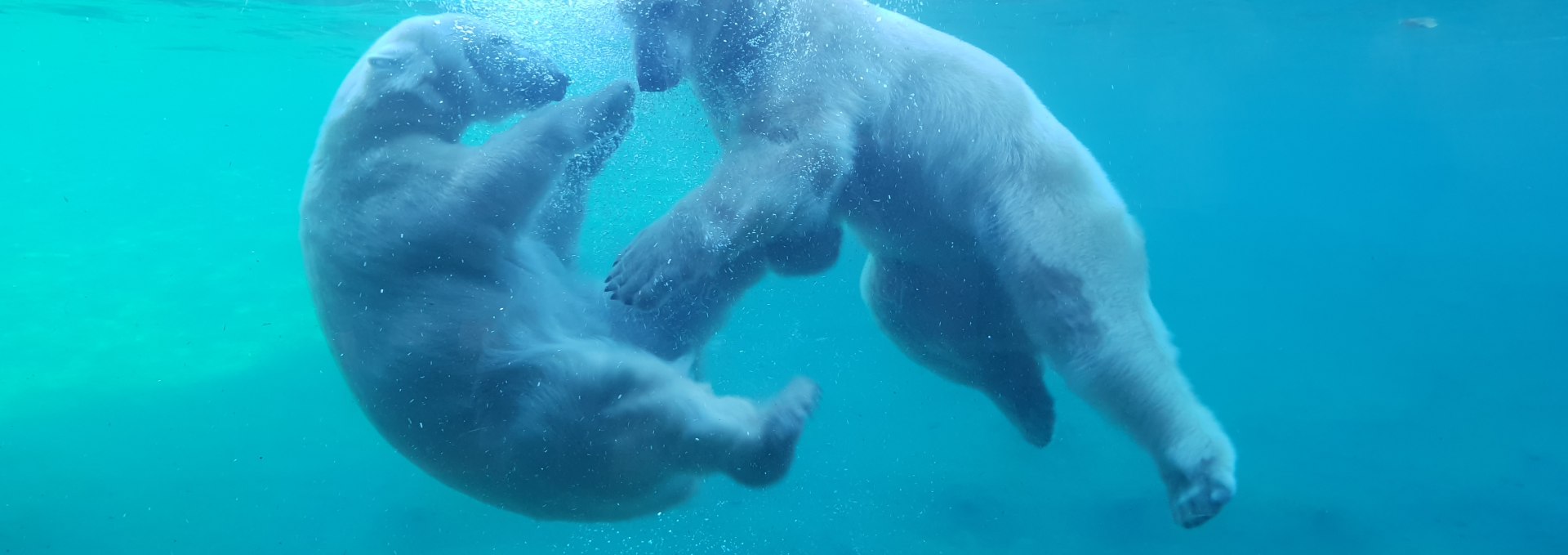 Up close to the polar bears at the Polarium, © Zoo Rostock/Bruhn