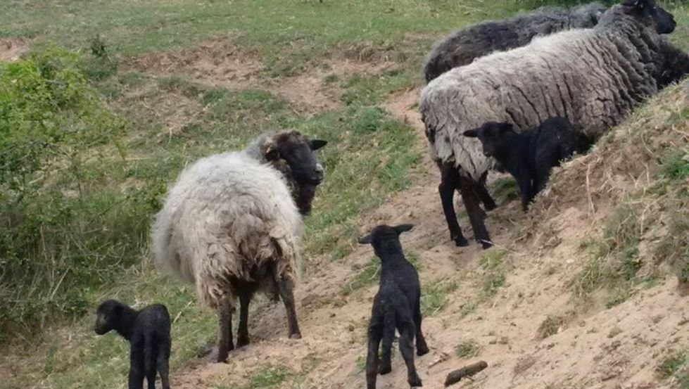 rough-wooled Pomeranian Land sheep with their lambs, © R.F. Leipzig