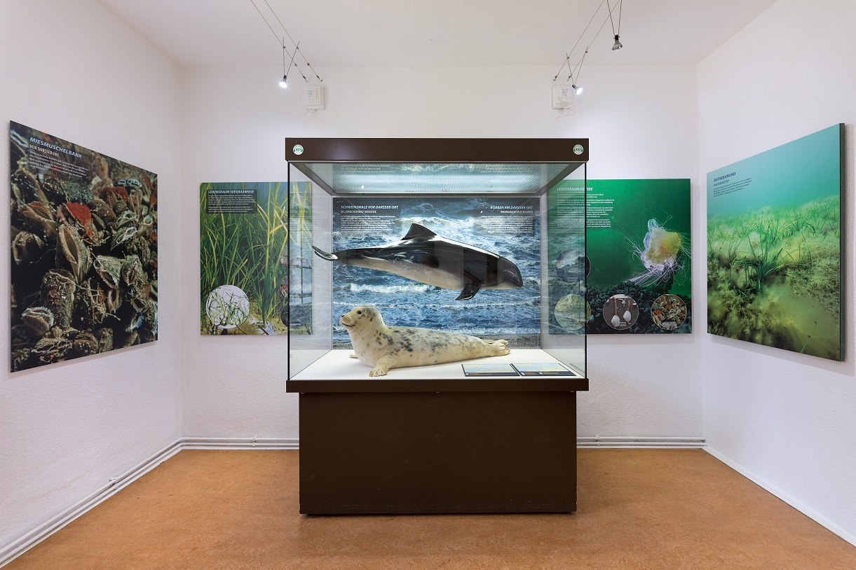 View into the exhibition in the NATUREUM Darßer Ort, © Anke Neumeister/Deutsches Meeresmuseum