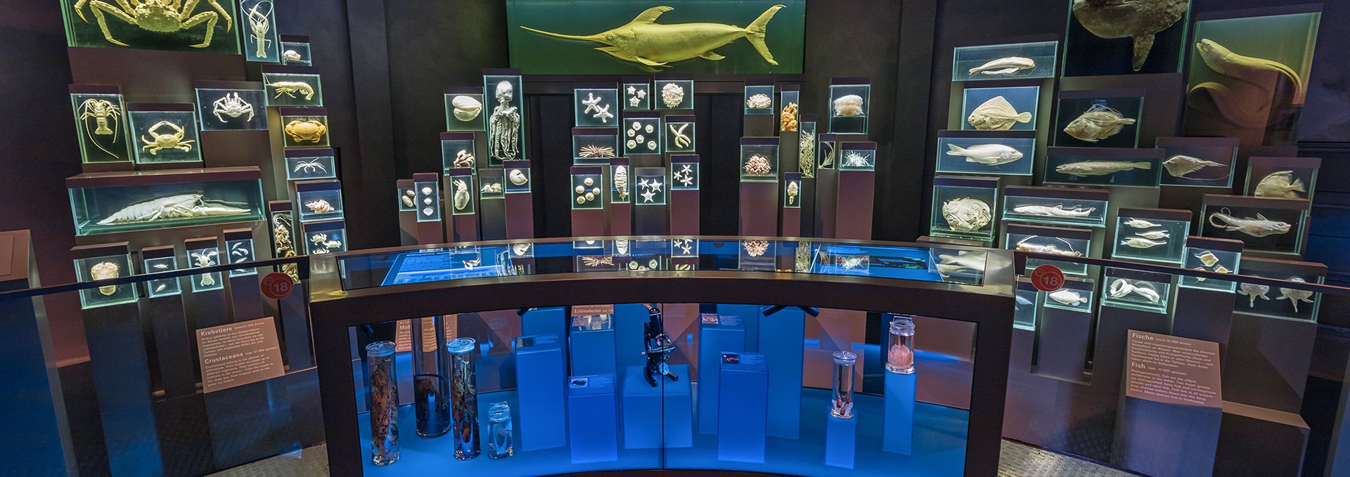 Wet specimens in the exhibition “Exploration and Use of the Seas” illustrate the diversity of sea creatures., © Anke Neumeister/Deutsches Meeresmuseum