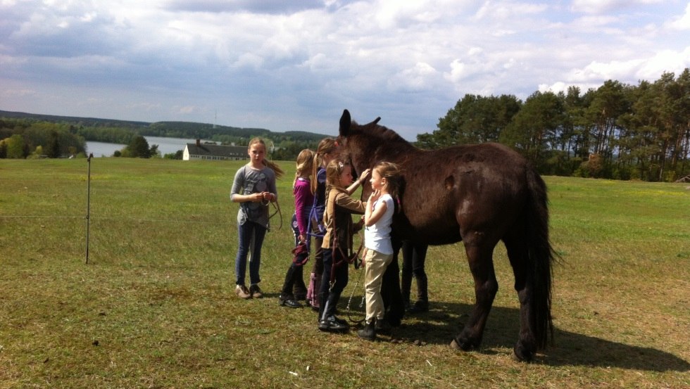 They are cuddly, the mules, and the children are happy about it., © Reit- und Fahrtourstik Lychen