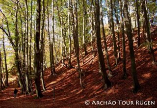 the approx. 9 m high rampart in the beech forest of Stubnitz, © Archäo Tour Rügen