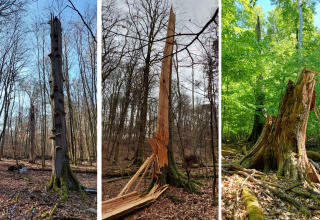 © Matthias Schwabe, Müritz-Nationalpark