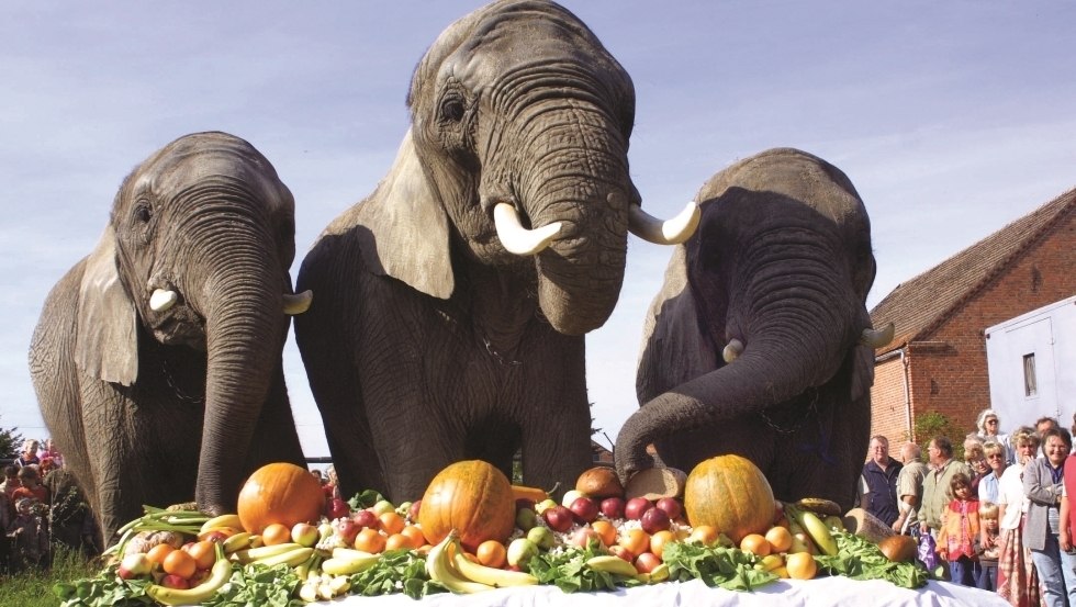 Our elephant festival for the pumpkin season, © Elefantenhof Platschow