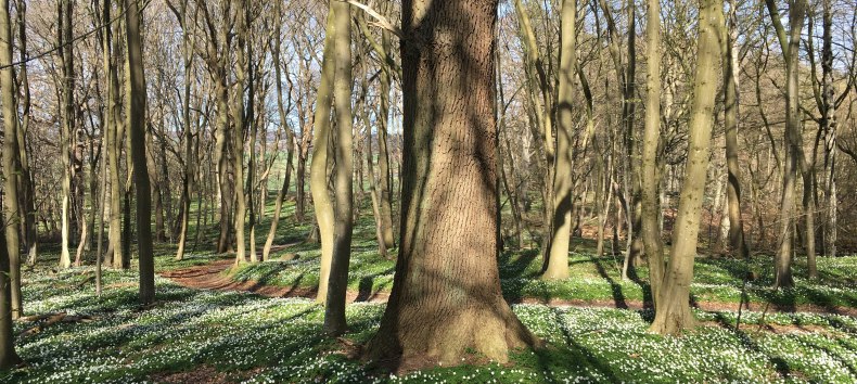 Spring forest, © Wehweck