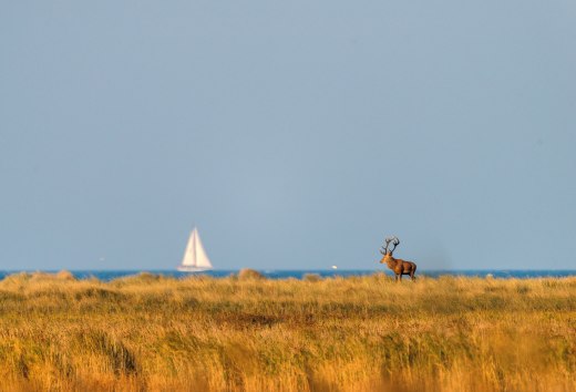 A magnificent stag stands majestically in the golden autumn landscape of the Vorpommersche Boddenlandschaft National Park, while a sailing boat glides peacefully across the Bodden Sea in the background - a harmonious interplay of wilderness and coastal idyll.