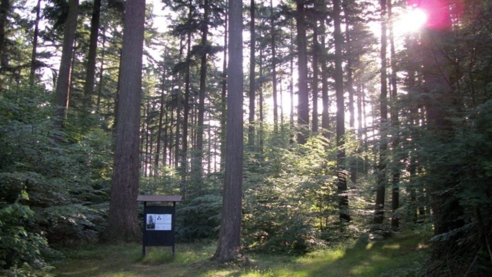 Douglas firs near Parchim with information board, © Foto: Stadt Parchim